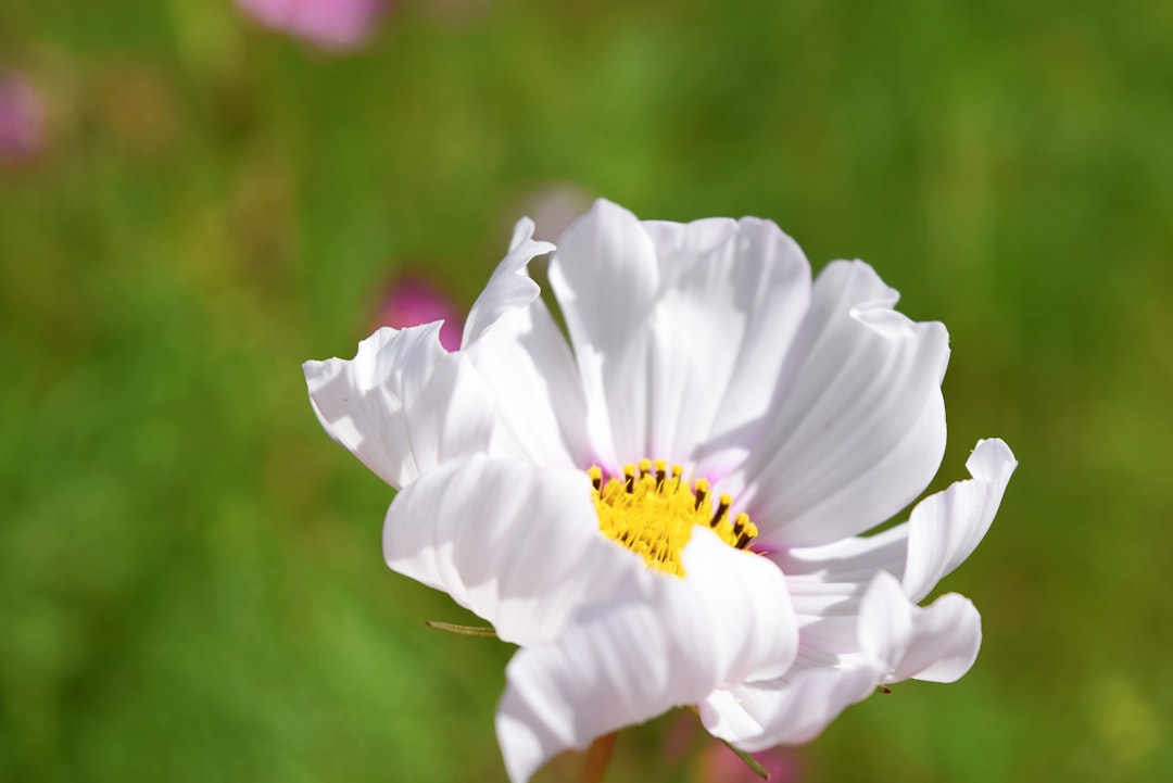 Welcome to Twin Oaks Homeowners Association!